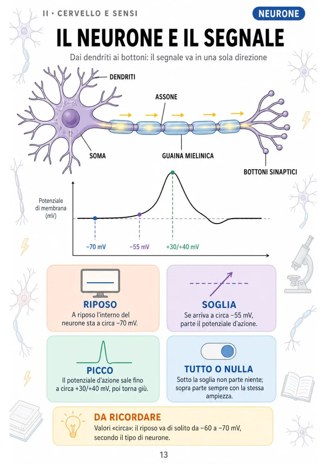 Riposo circa −70 mV, soglia circa −55 mV, legge del tutto o nulla.