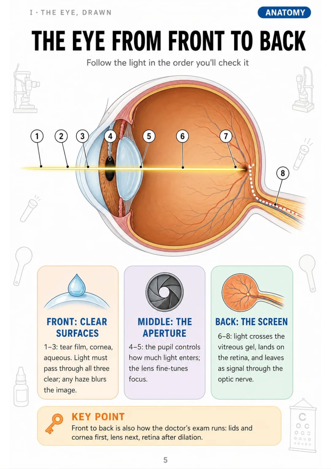 Tear film → cornea → aqueous → pupil → lens → vitreous → retina → optic nerve, numbered 1 to 8.