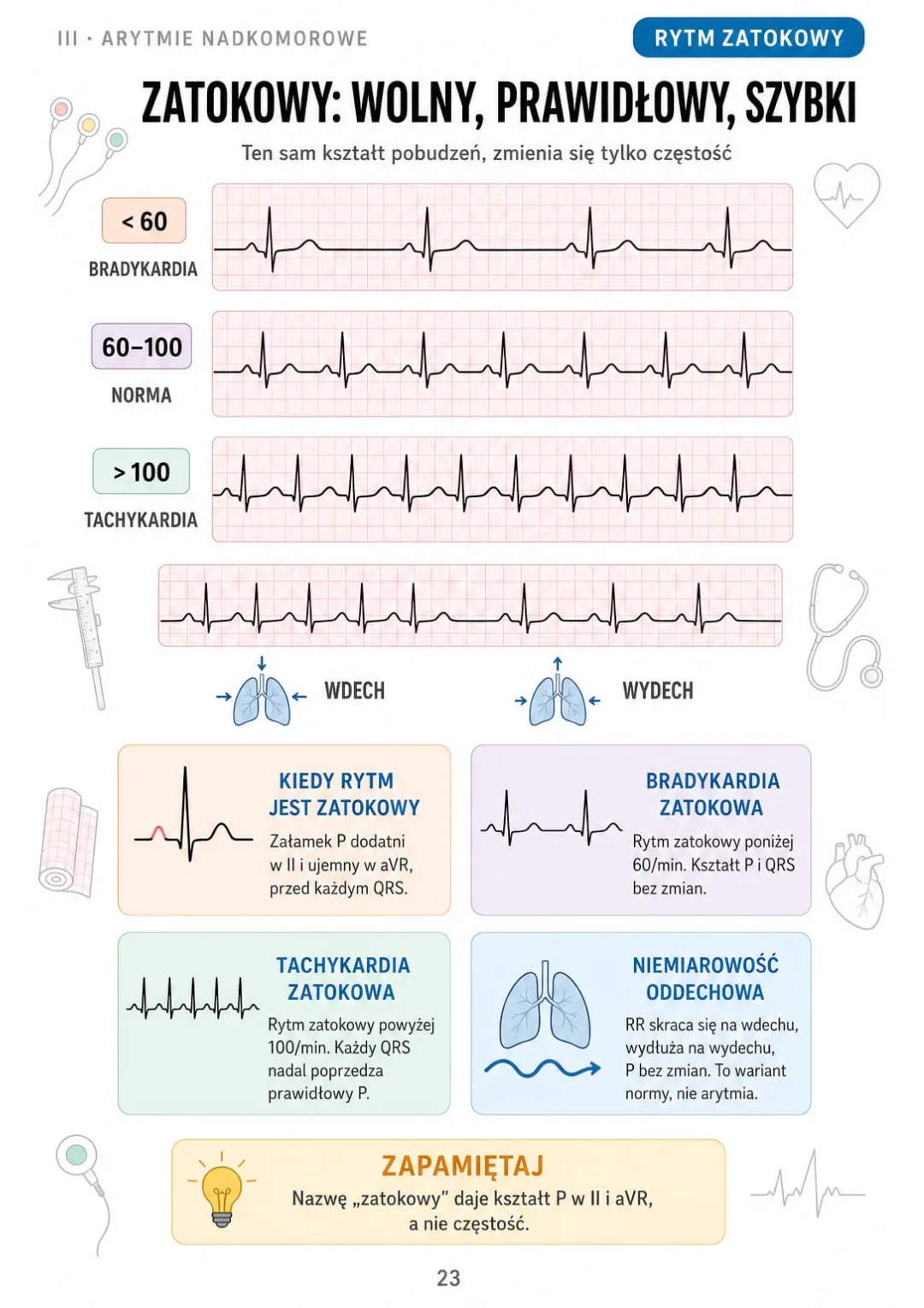 Zatokowy: P dodatni w II, ujemny w aVR · bradykardia < 60/min · tachykardia > 100/min