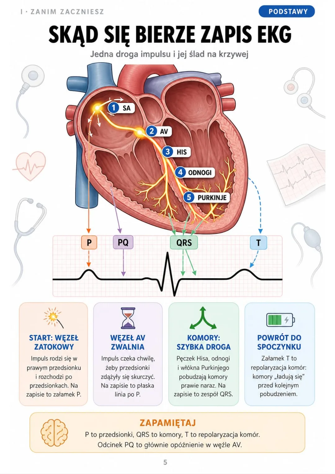 Węzeł zatokowy → AV → pęczek Hisa → odnogi → Purkinje: P, QRS i T na jednym rysunku