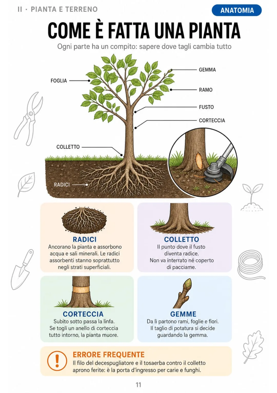 La pianta in un disegno: decespugliatore e tosaerba contro il colletto aprono ferite